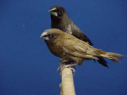 Breeding Society Finches - online degree not needed - Mozilla Firefox